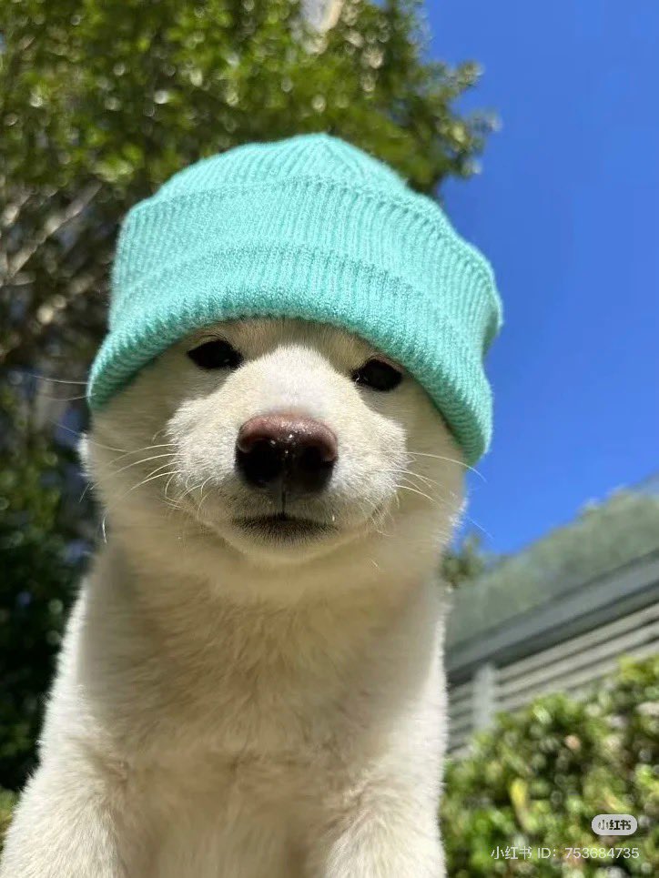 화이트플라워 이미지