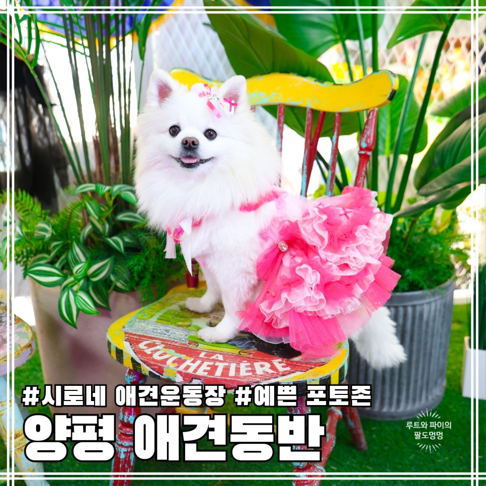 시로네 이미지
