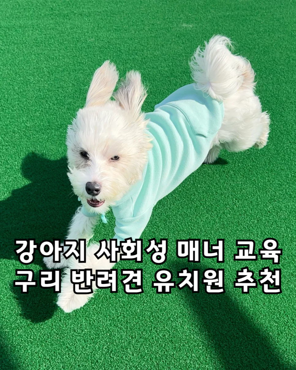 구리 강아지 유치원: 전문 훈련사 케어, 합리적 비용