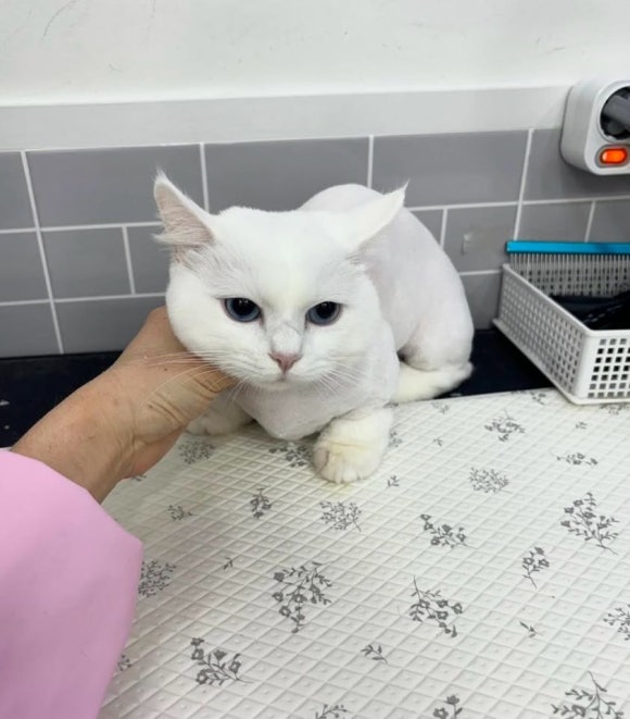 크리스타일 이미지