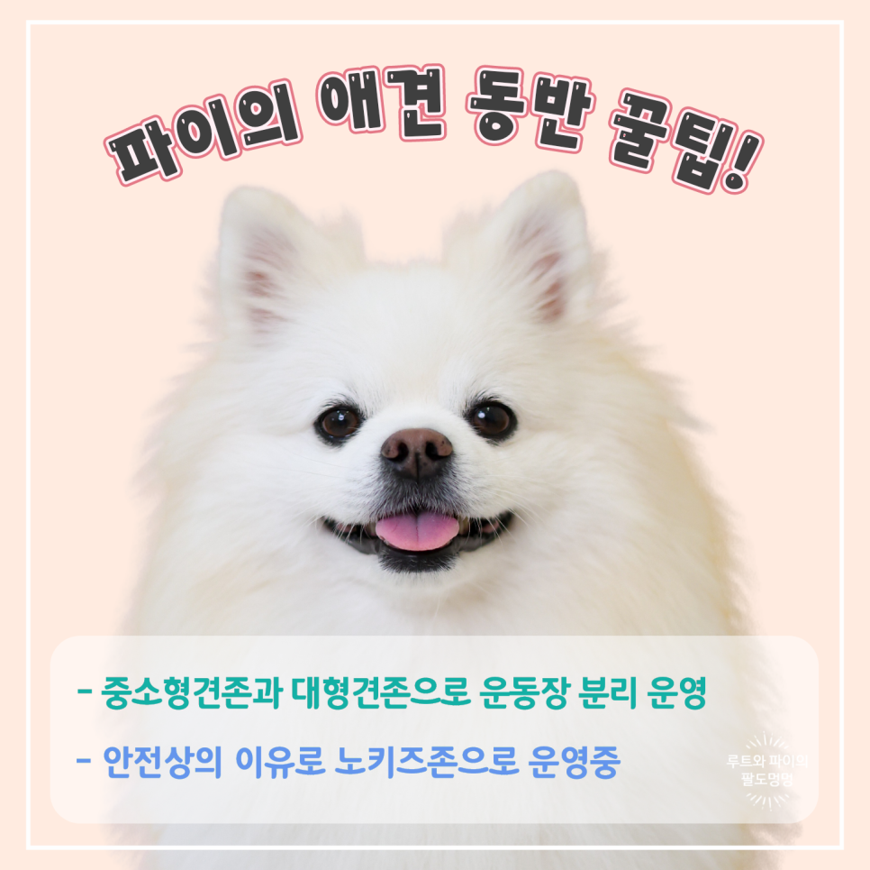 시로네 이미지