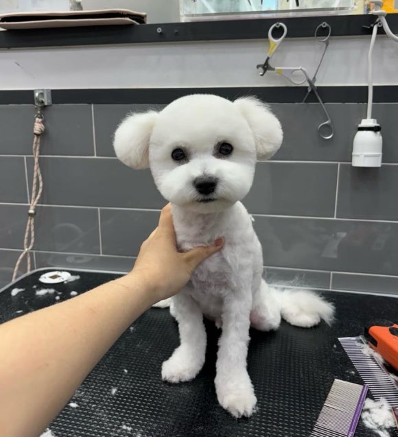 크리스타일 이미지