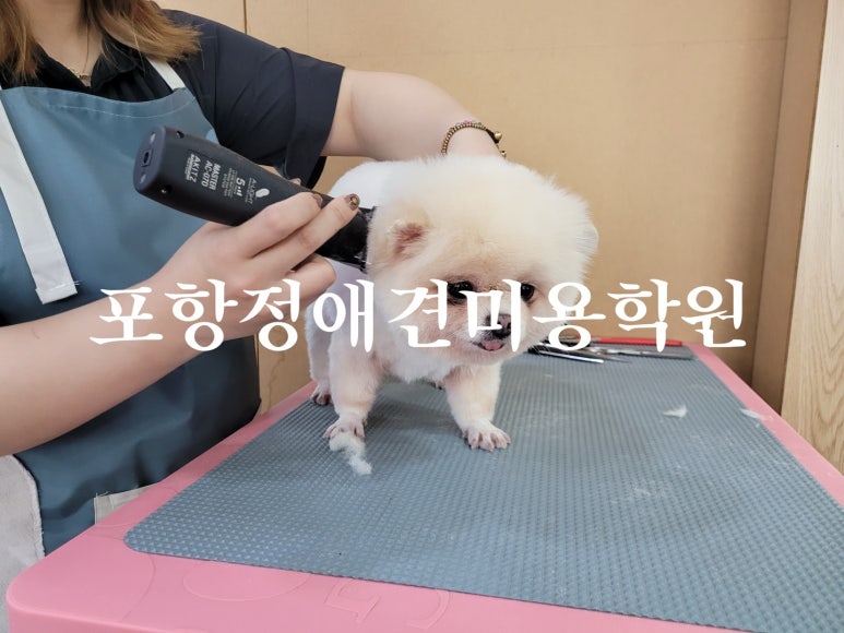 포항애견미용학원 이미지