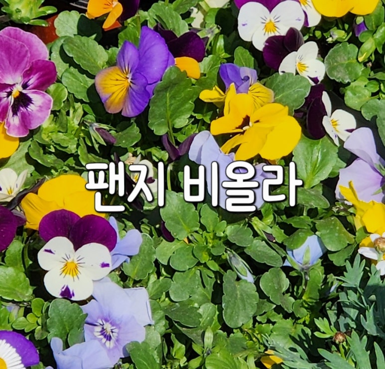 강동꽃화원 이미지