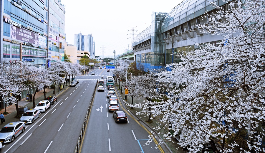 벚꽃역 이미지