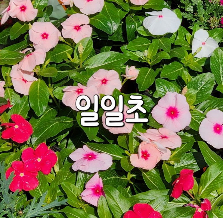 예향꽃농원 이미지