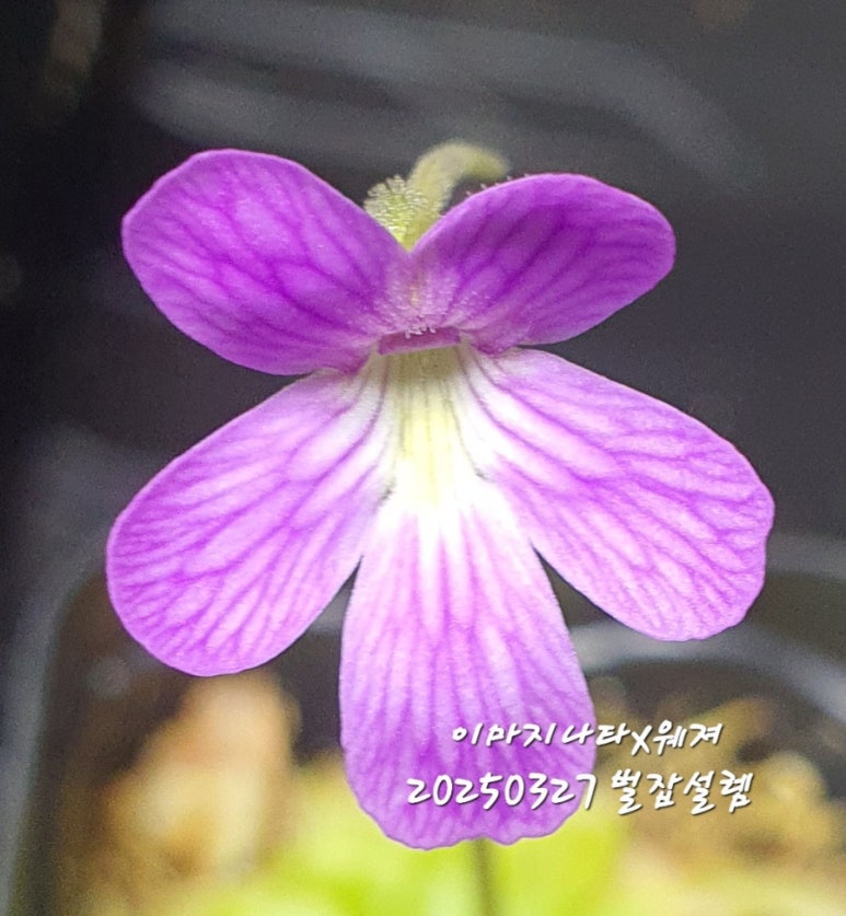 식물;마지 이미지