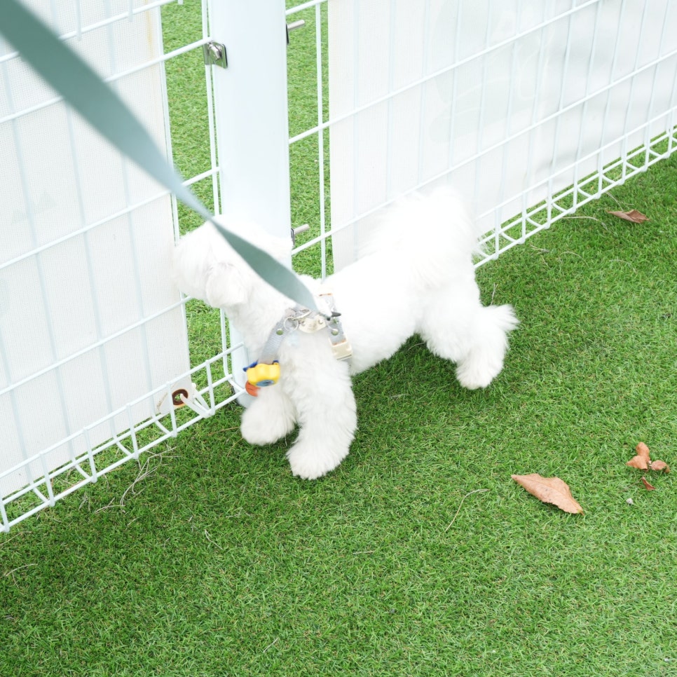 댕댕이애견가족펜션블랙 이미지