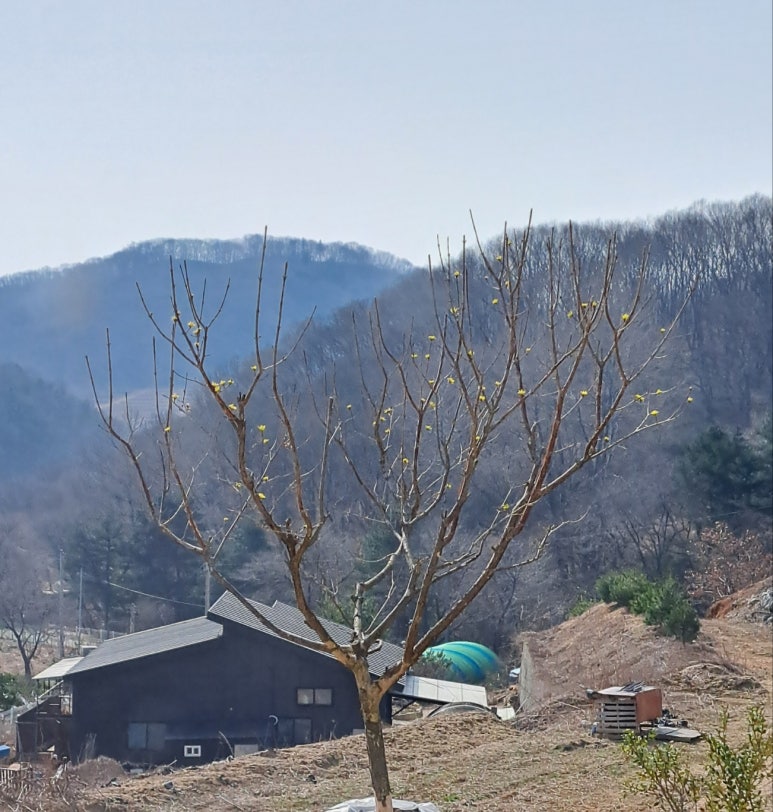 꽃봄봄 이미지