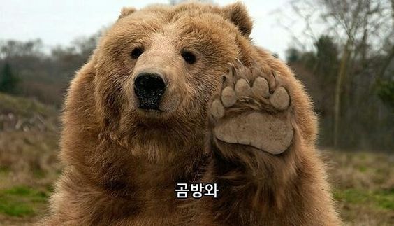 큐고 이미지