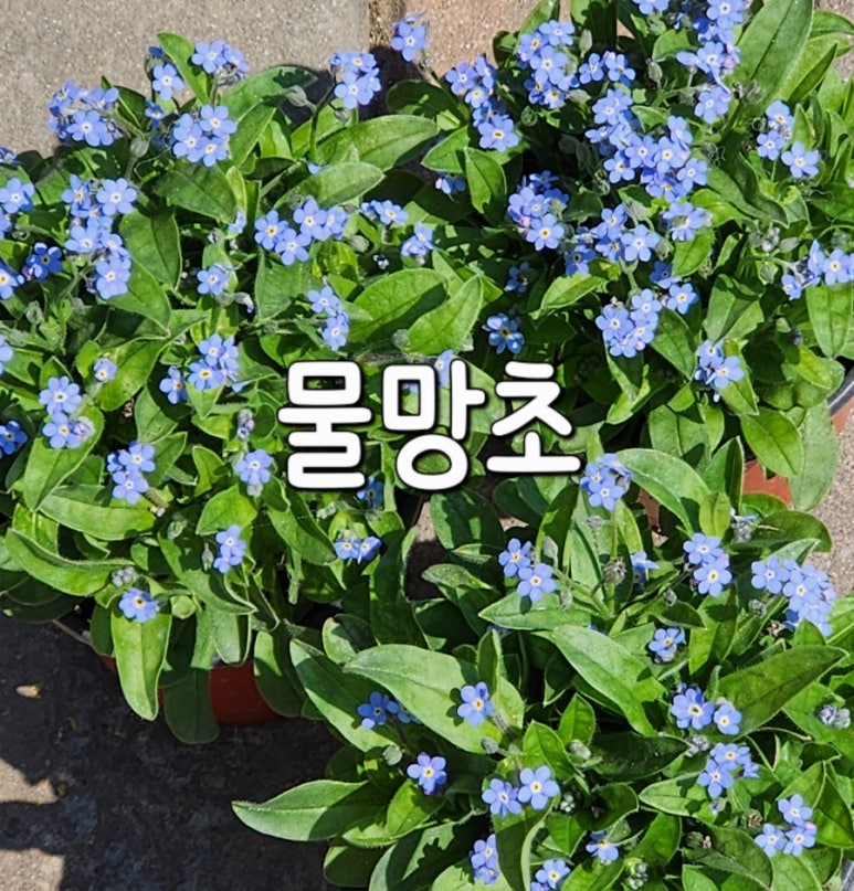 예향꽃농원 이미지