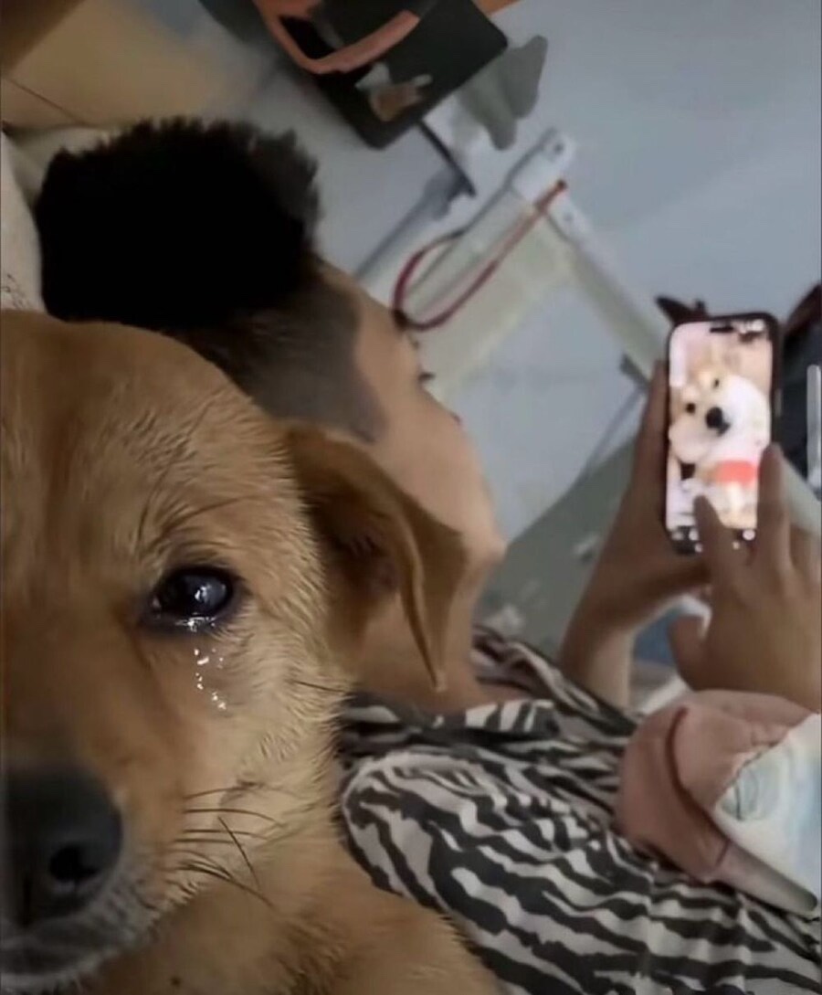 후비어 이미지