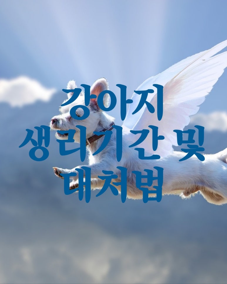 강아지 생리 기간 및 대처법