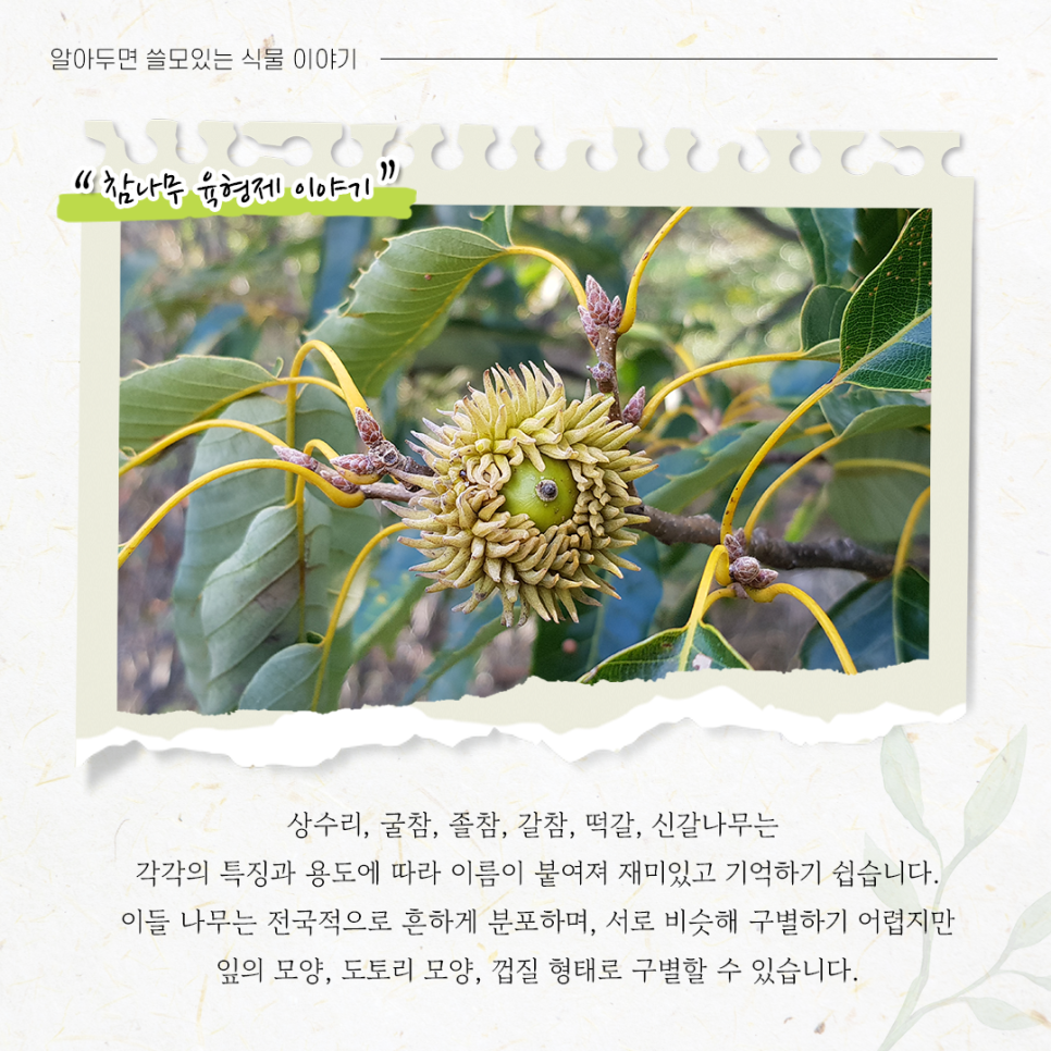 참나무 3형제 이미지