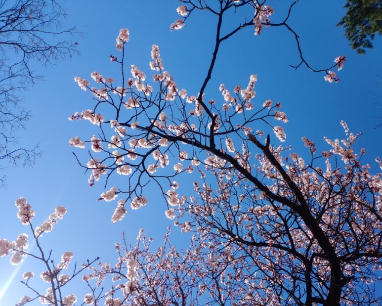 하이쿠 이미지