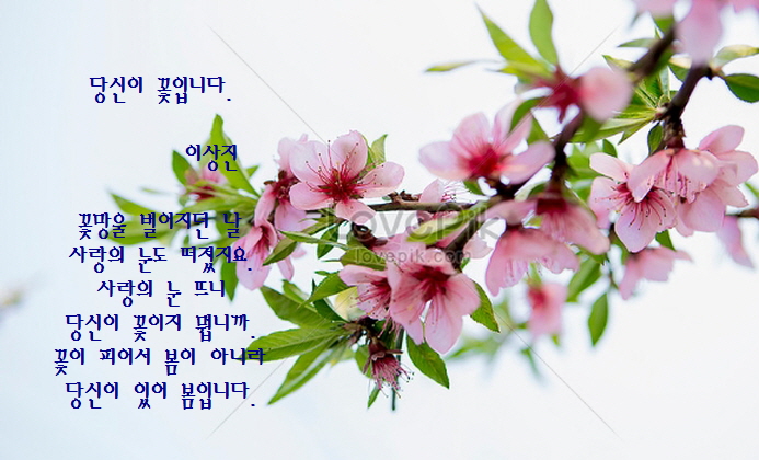 당신이꽃 이미지