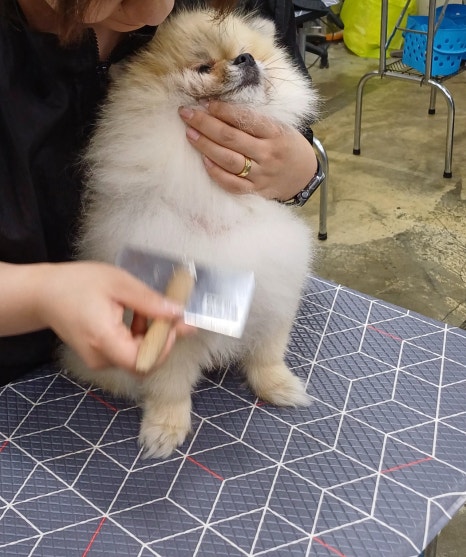 이정민애견미용학원 이미지