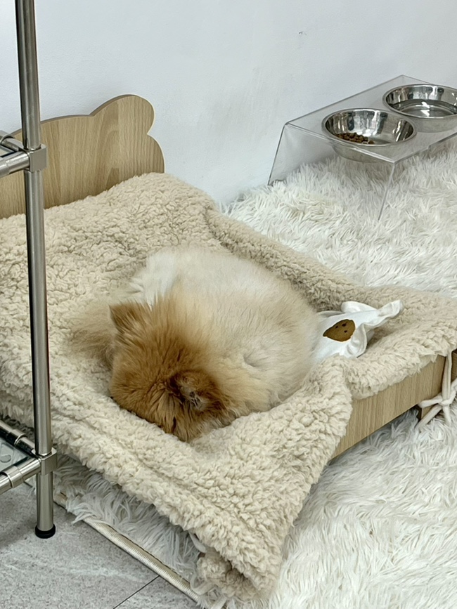 네일 다브 이미지