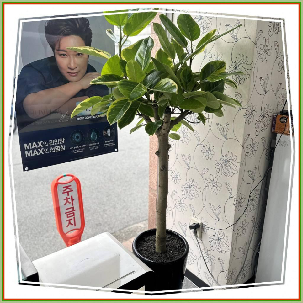 에든플라워 이미지