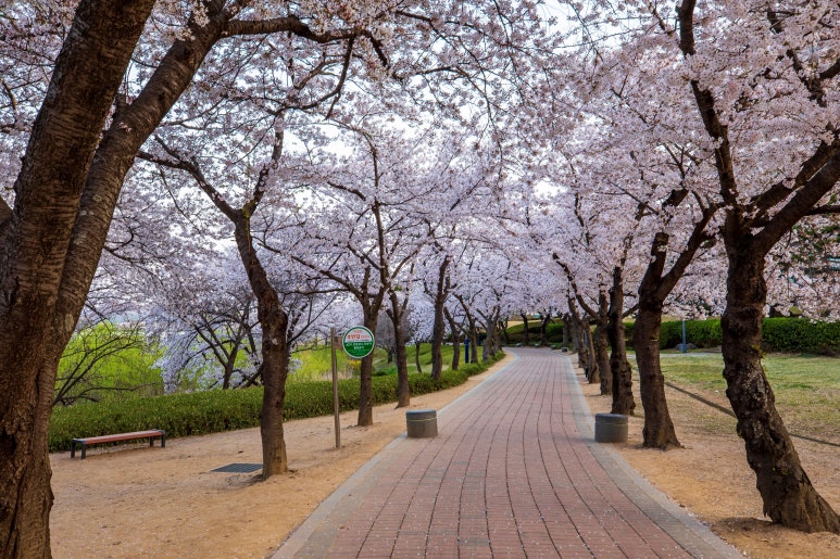 수 자연 이미지