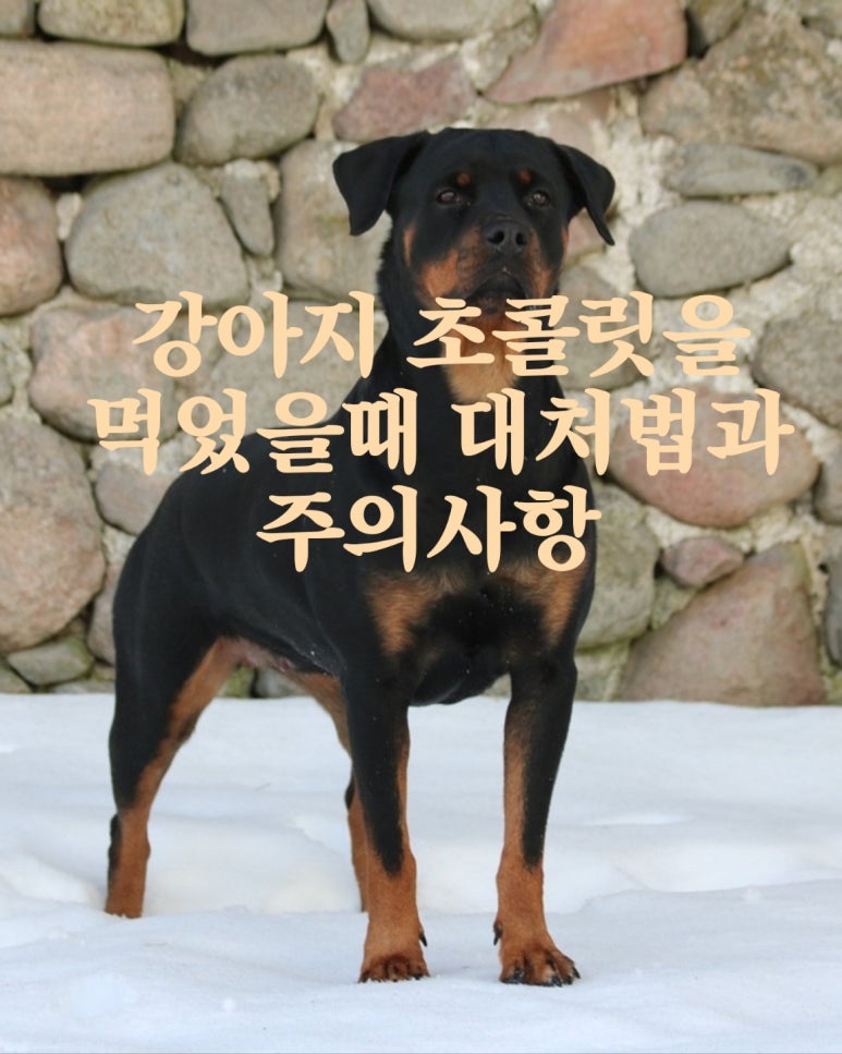 강아지가 초콜릿을 먹었을 때 대처법과 주의사항