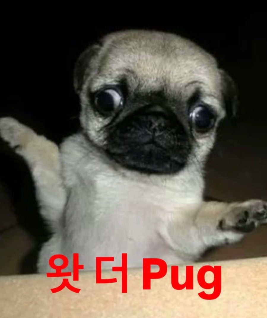 다 이미지