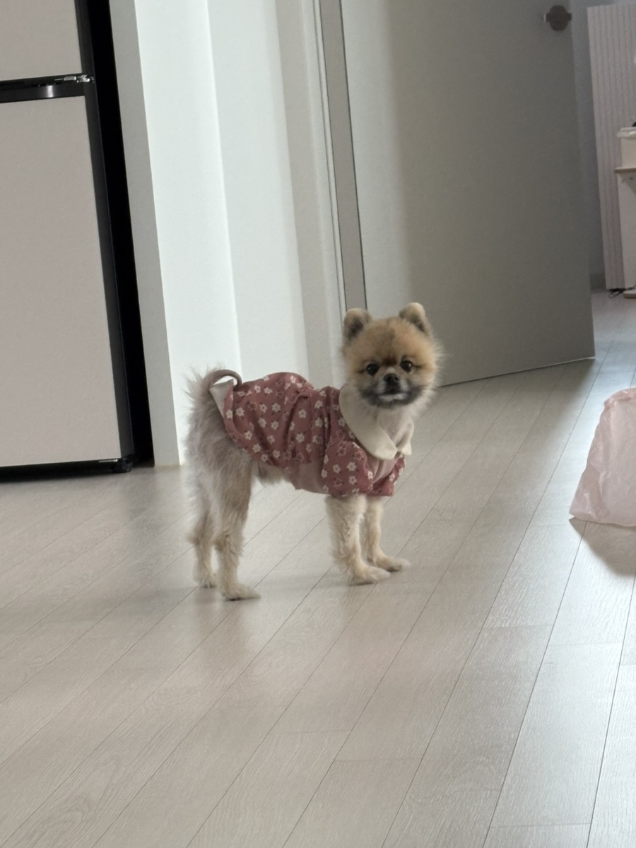 쟁이다인 이미지
