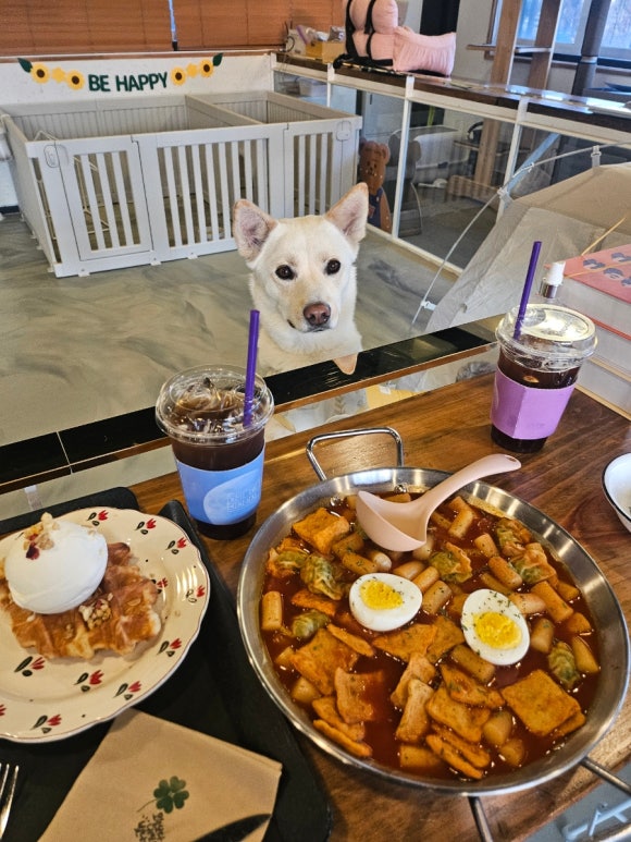카페리브어스 이미지