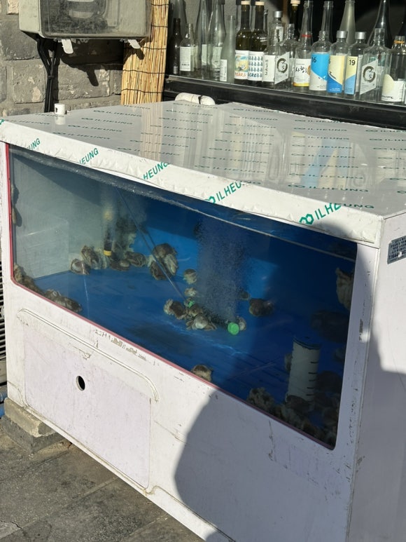 신미쭈꾸미 이미지