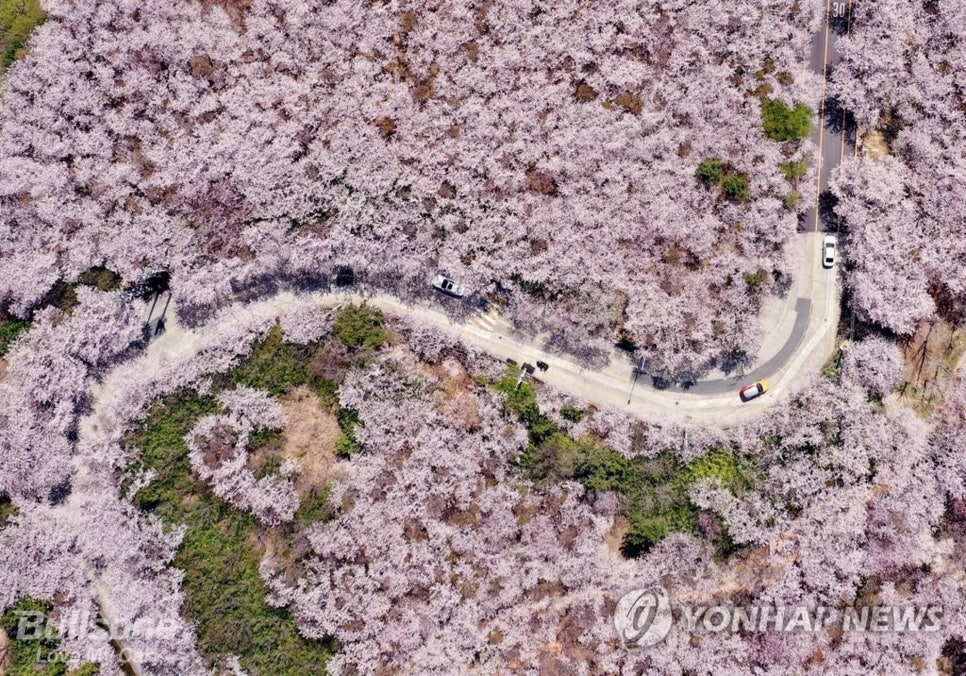 진코스 이미지