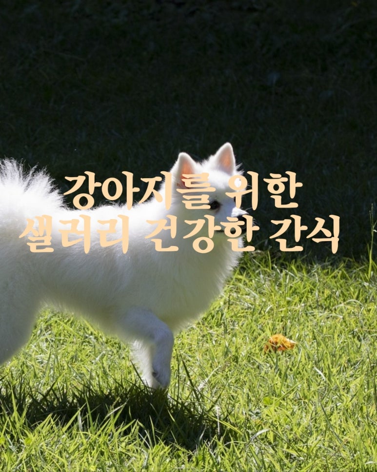 강아지를 위한 샐러리 건강한 간식