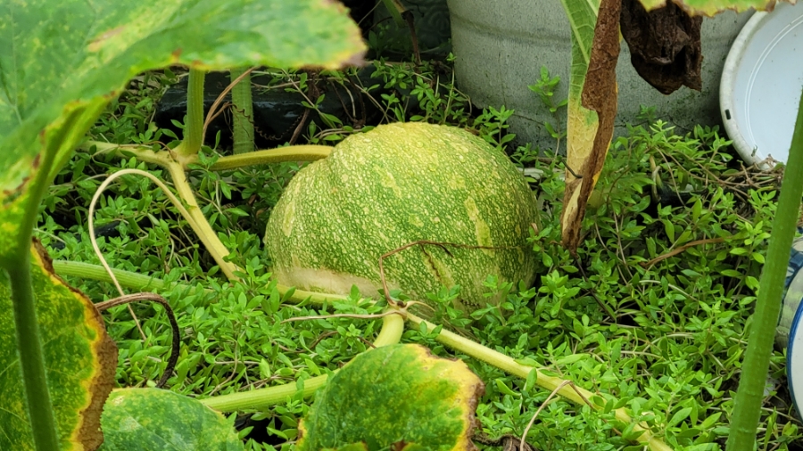 장어마당 이미지