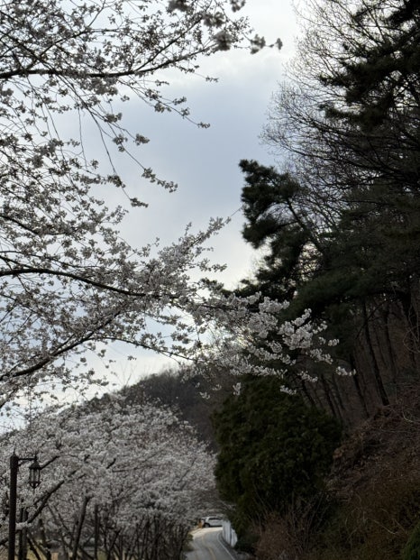 원조옥계돼지국밥 이미지