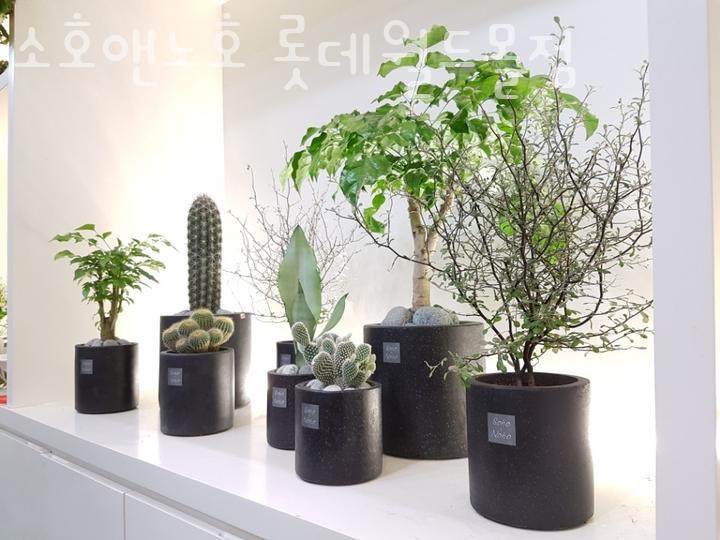 소호앤노호롯데월드몰점 이미지