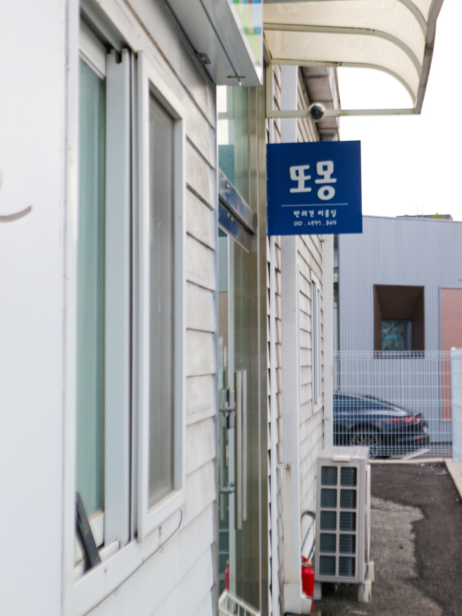 과천 말티즈 미용 & 스파, 또몽에서 특별한 경험 — 사진 2
