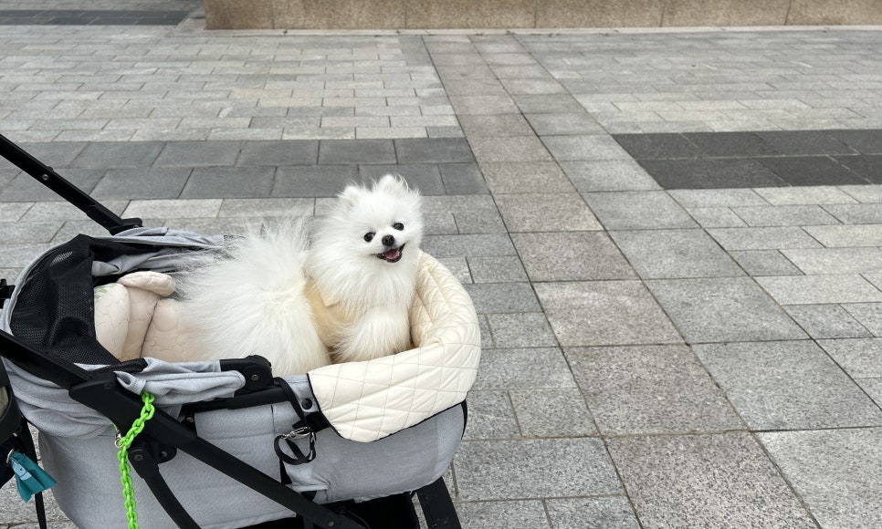 고양 스타필드 펫파크: 천연잔디 놀이터 이용 안내 — 사진 2