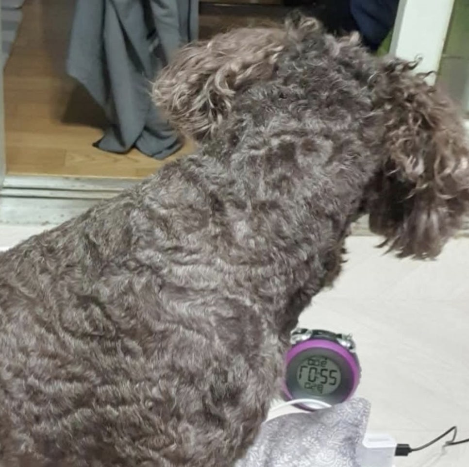 평촌 강아지미용학원 원데이 클래스 후기 — 사진 4