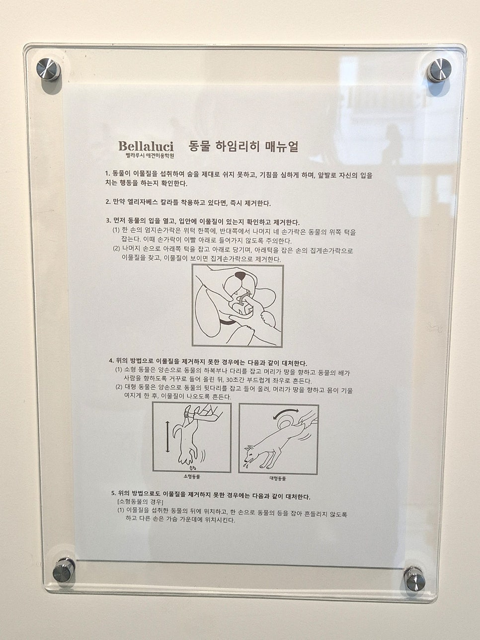 평촌 강아지미용학원 원데이 클래스 후기 — 사진 13