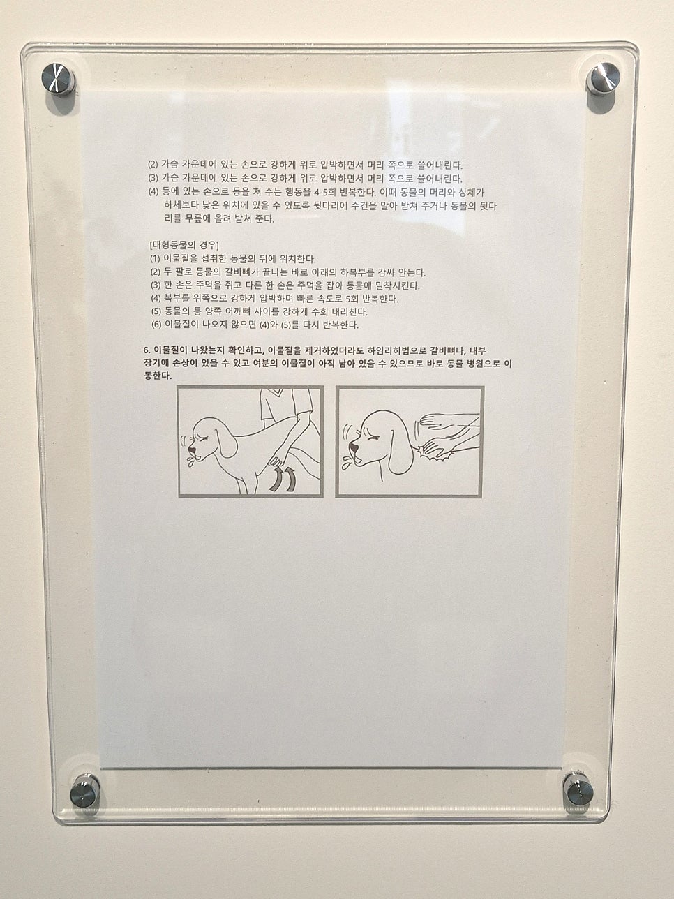 평촌 강아지미용학원 원데이 클래스 후기 — 사진 14