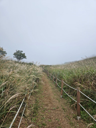 Hwa Wang Mountain Eulalia Field