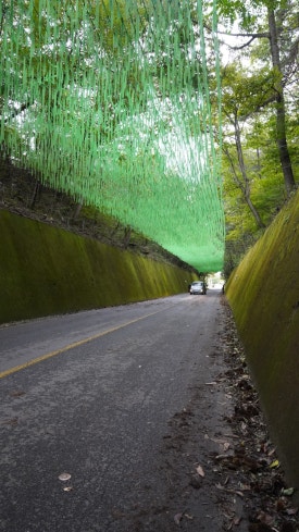 이끼터널 이미지