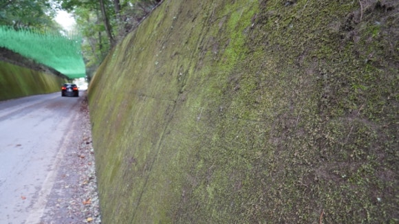 이끼터널 이미지