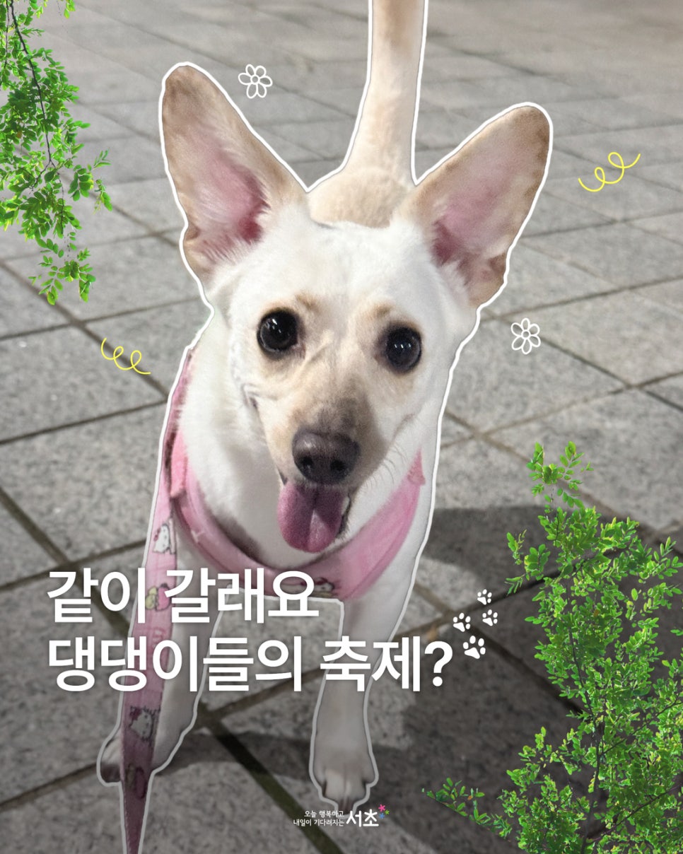 브로콜리 지역정보 관련 사진 1