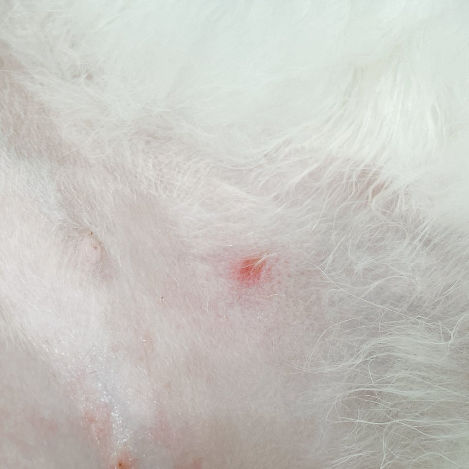 강아지 농피증, 대전 24시 동물병원 진료 후기 — 사진 8