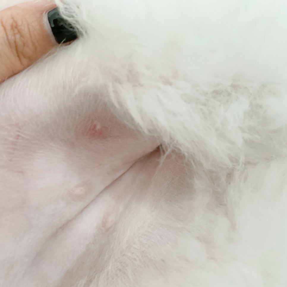 강아지 농피증, 대전 24시 동물병원 진료 후기 — 사진 7