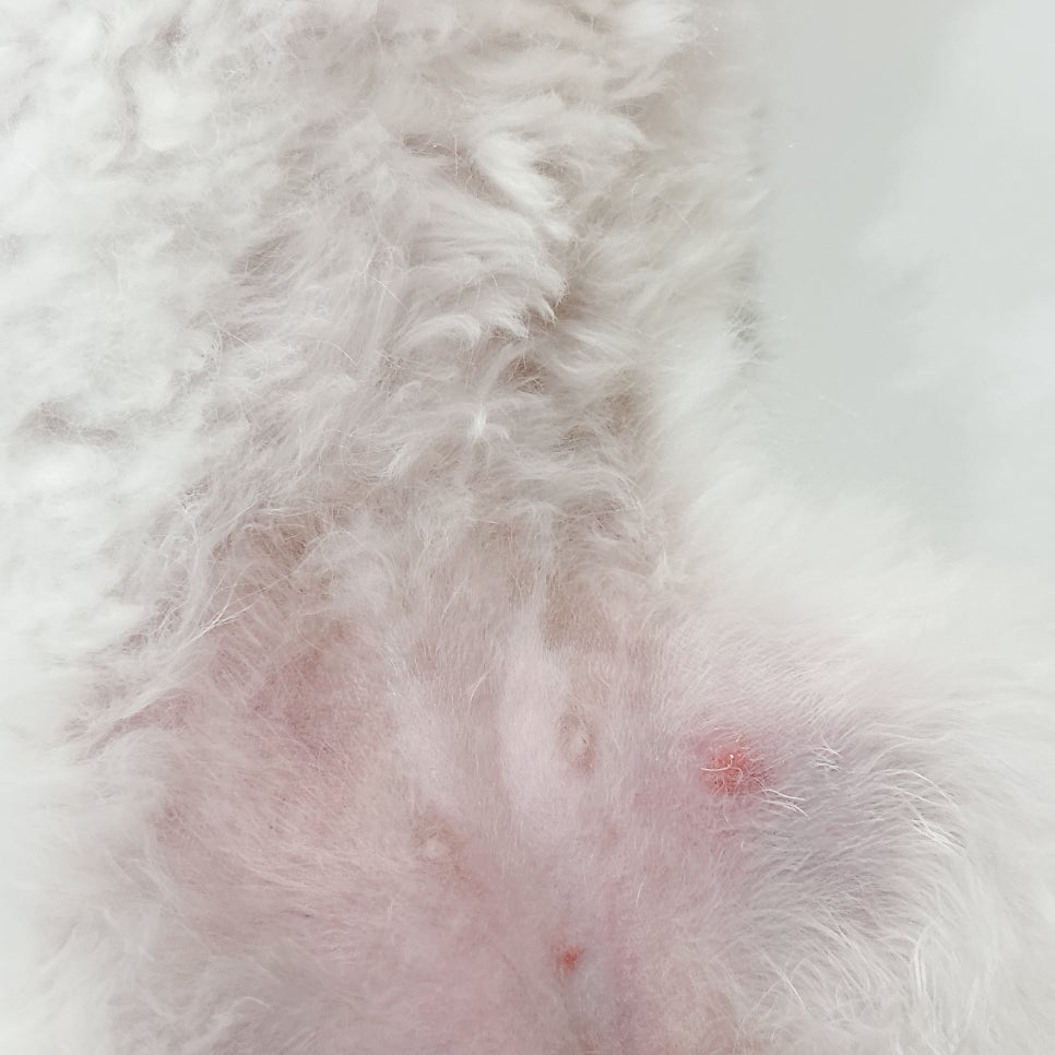 강아지 농피증, 대전 24시 동물병원 진료 후기 — 사진 10
