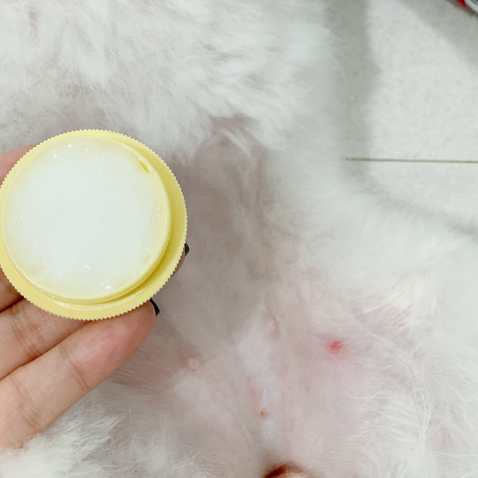 강아지 농피증, 대전 24시 동물병원 진료 후기 — 사진 9