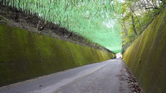 이끼터널 이미지