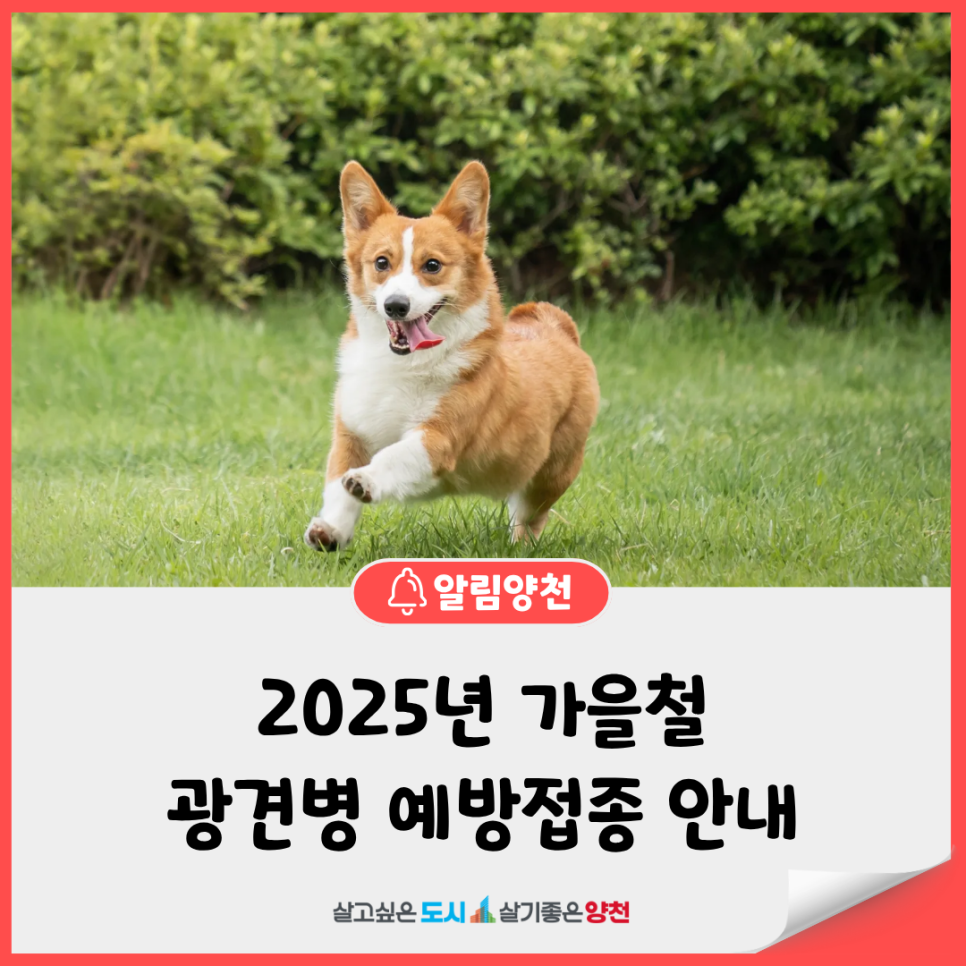 브로콜리 지역정보 관련 사진 2