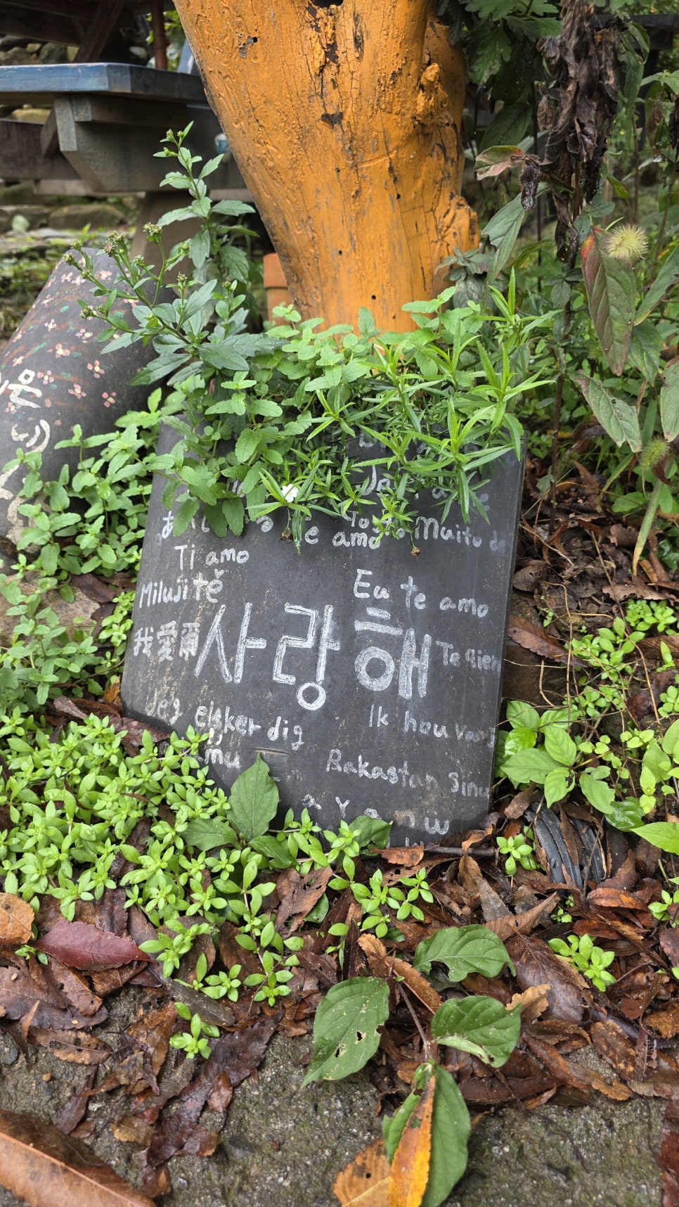 카페 목화 이미지